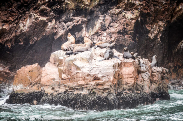 Perù: isole Ballestas un paradiso naturalistico
