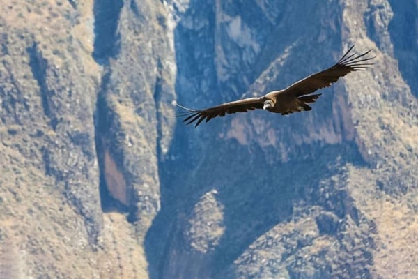 Animali sacri: il Condor