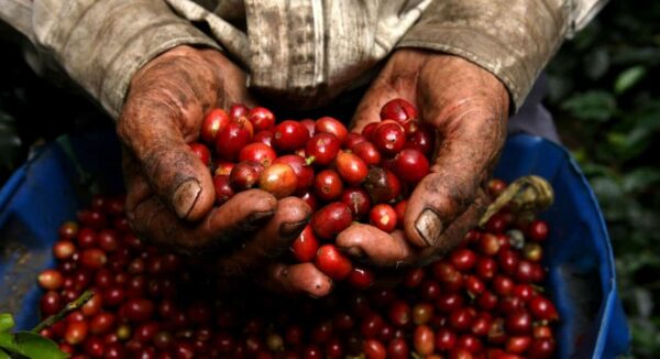 Perù: il caffè una risorsa preziosa