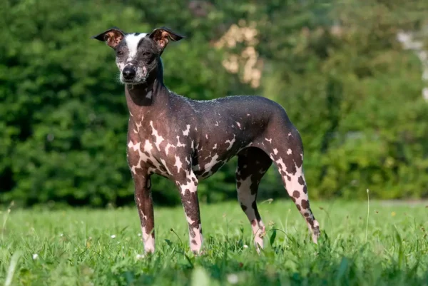 Perù: il Viringo, il cane nudo