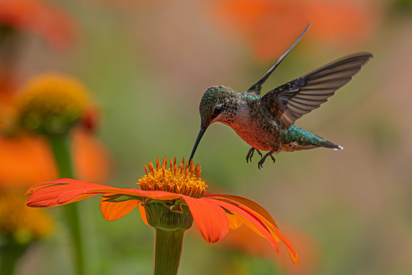 Sacred Animals: The Hummingbird in Andean Cosmovision